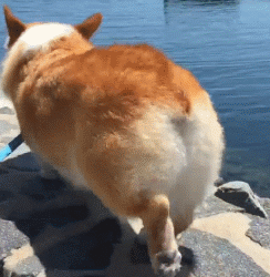 海量搞笑GIF动态图片 - Funny GIF Pictures