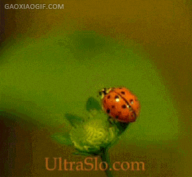 海量搞笑GIF动态图片 - Funny GIF Pictures