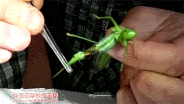 海量搞笑GIF动态图片 - Funny GIF Pictures