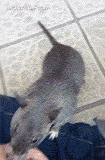 海量搞笑GIF动态图片 - Funny GIF Pictures