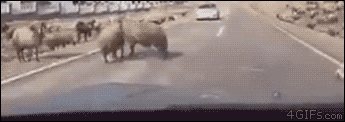 海量搞笑GIF动态图片 - Funny GIF Pictures
