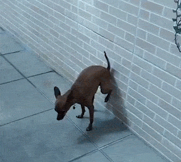 海量搞笑GIF动态图片 - Funny GIF Pictures