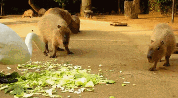 海量搞笑GIF动态图片 - Funny GIF Pictures