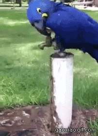 海量搞笑GIF动态图片 - Funny GIF Pictures