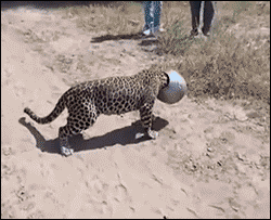 海量搞笑GIF动态图片 - Funny GIF Pictures