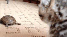 海量搞笑GIF动态图片 - Funny GIF Pictures