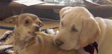 海量搞笑GIF动态图片 - Funny GIF Pictures